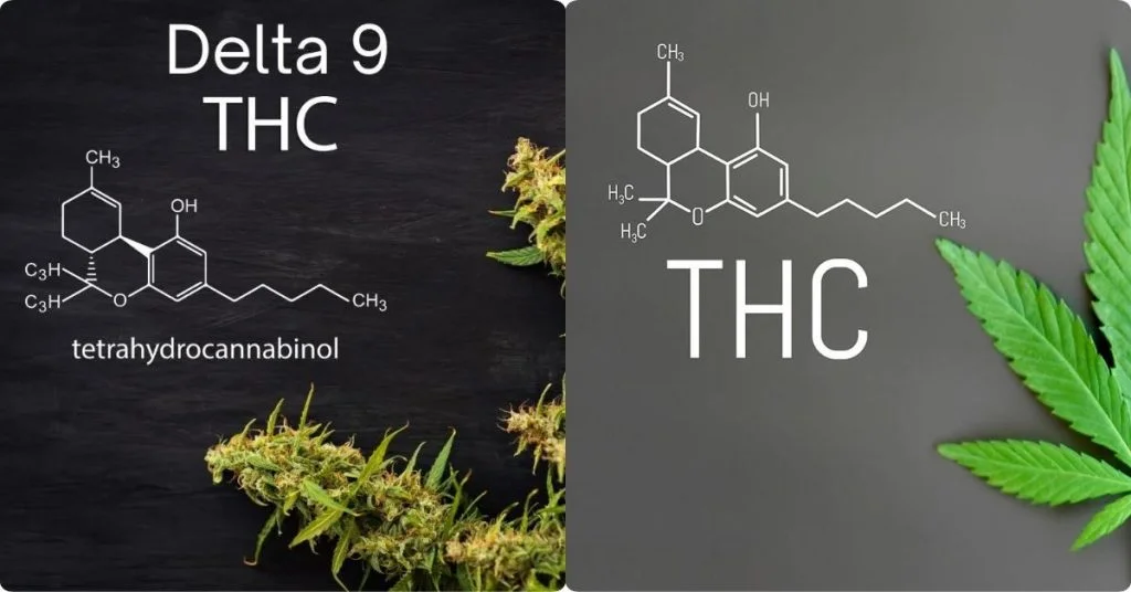 Delta 9 vs THC