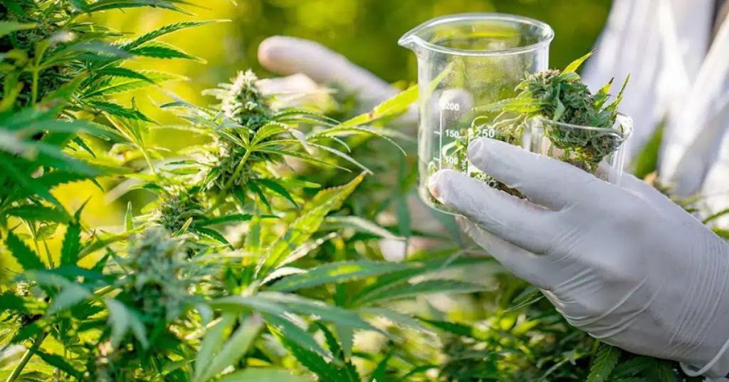 cbd flower benefits