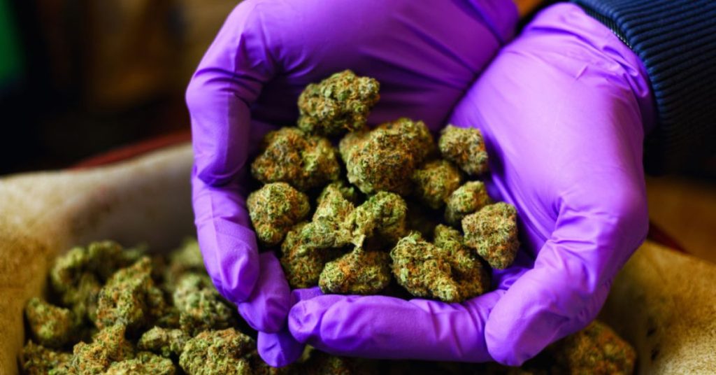flower vs bud